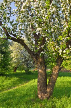 Çiçek açan elma ağacı