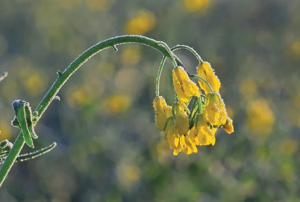 Colza flor coberta com hoarfrost manhã — Fotografia de Stock