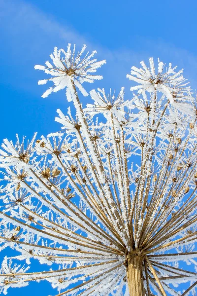 白雪花 — 图库照片