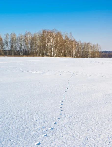 Winterszene — Stockfoto