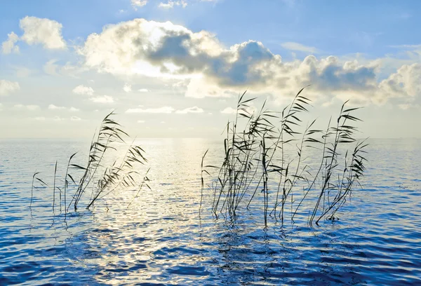 Reed... — Fotografia de Stock