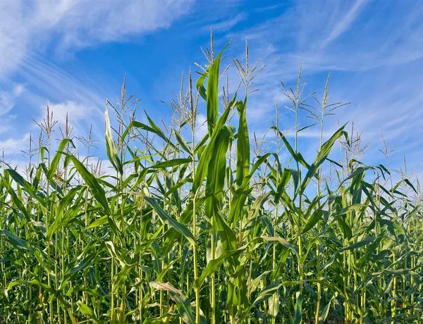 Plantación de maíz —  Fotos de Stock