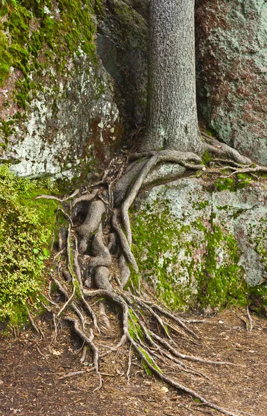 Rötter av Gran — Stockfoto