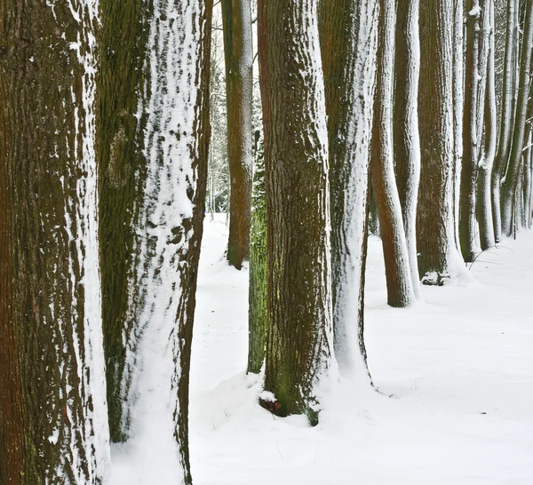 Dopo nevicate — Foto Stock