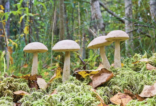 Mushrooms — Stock Photo, Image