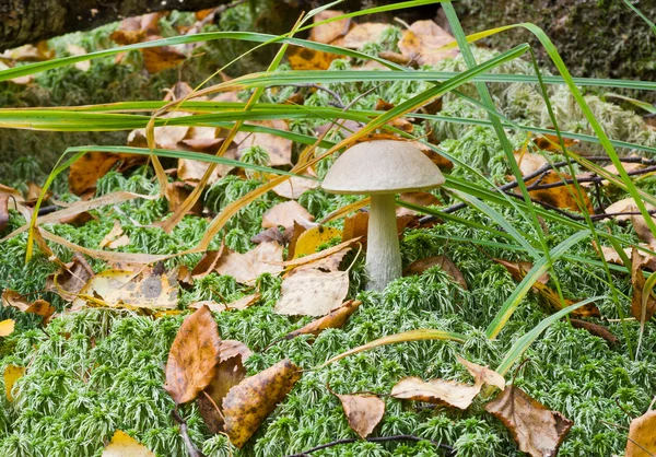 Paddenstoel — Stockfoto