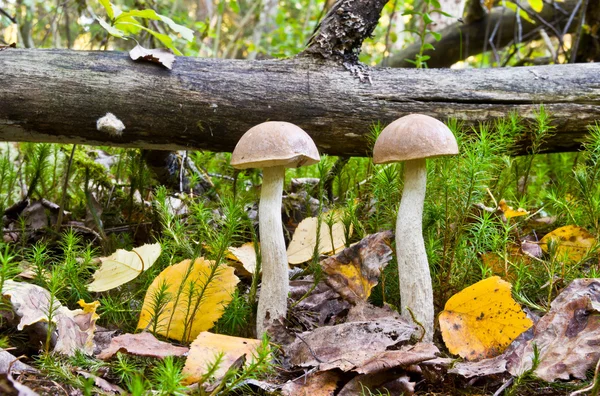 Mushrooms — Stock Photo, Image