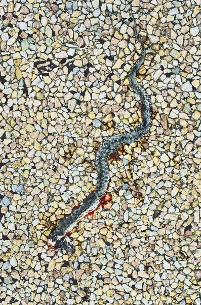 Dead snake on the road — Stock Photo, Image