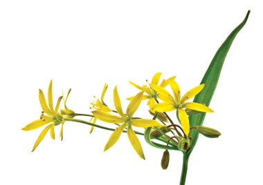 Spring flower (Gagea lutea) clipart