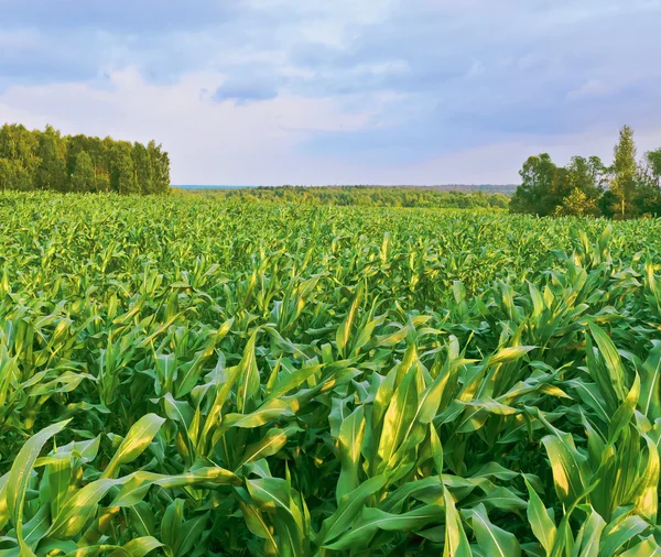 Campo di mais — Foto Stock