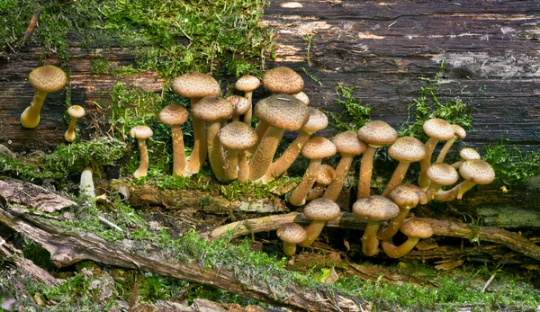 Honey mushrooms ( Armillaria mellea) — Stock Photo, Image