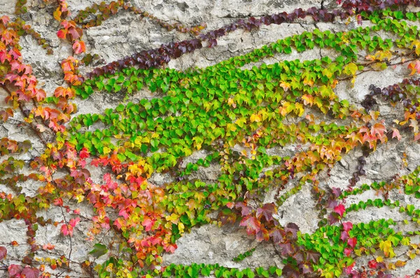 Ivy in de herfst — Stockfoto