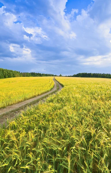 Country road in a barley field — Stock Photo, Image