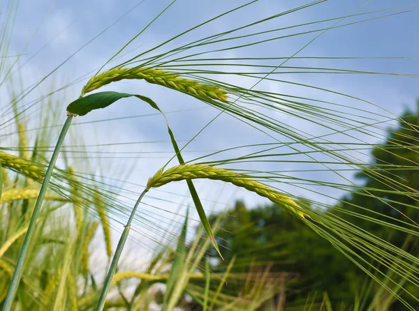 Orecchie d'orzo — Foto Stock