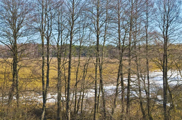 Bahar — Stok fotoğraf