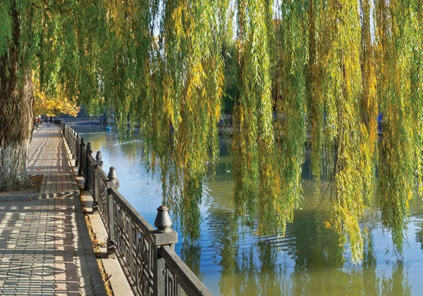 Hybrid weeping willow — Stock Photo, Image