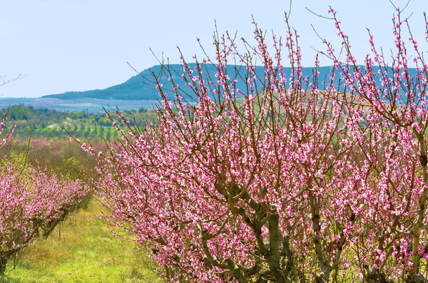 Pesca giardino in aprile — Foto Stock