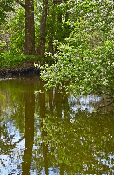 Gewone vogelkers — Stockfoto