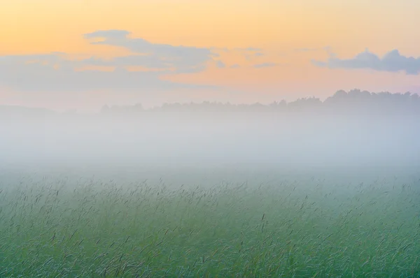 Sunset in a meadow — Stock Photo, Image