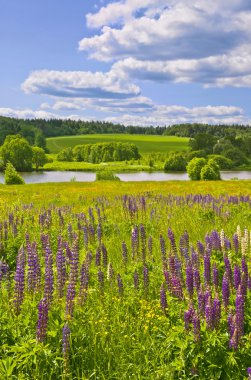 Summer in Central Russia