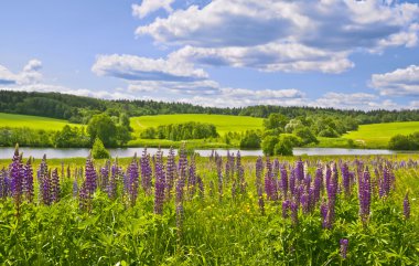 Summer in Central Russia