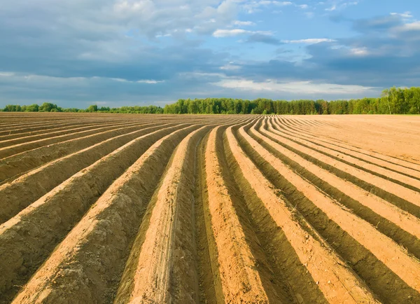 Potatis fältet — Stockfoto