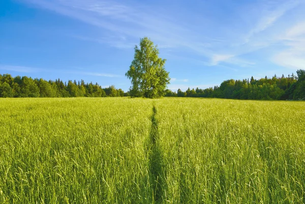 Sentier dans un champ — Photo