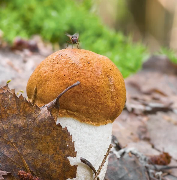 Orange cap mushroom — Stock Photo, Image