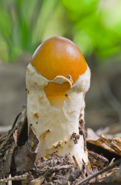 凯撒的蘑菇 — 图库照片