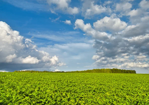 Aardappel veld in de avond. Kaloega regio van Rusland — Stockfoto