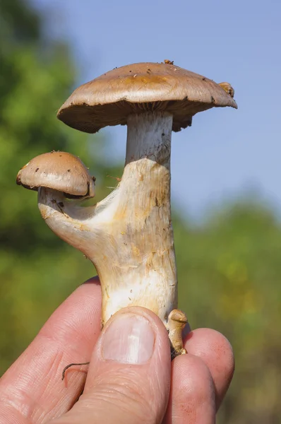 奇怪的真菌 — 图库照片