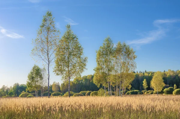 Herfst. Kaloega regio van Rusland — Stockfoto