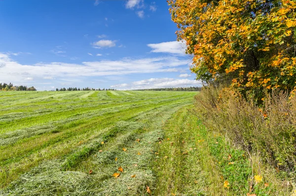 Осеннее сено — стоковое фото