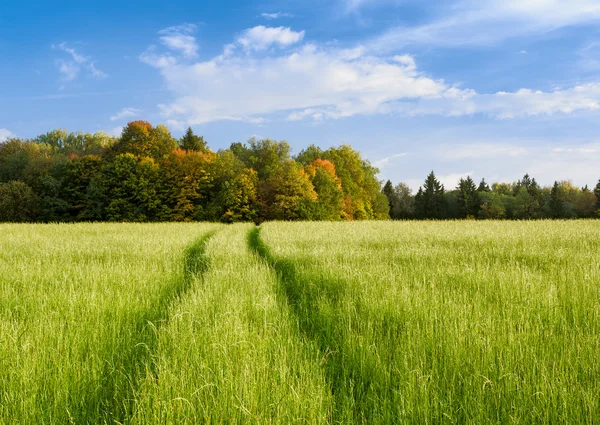 Escena de otoño en el campo — Foto de Stock