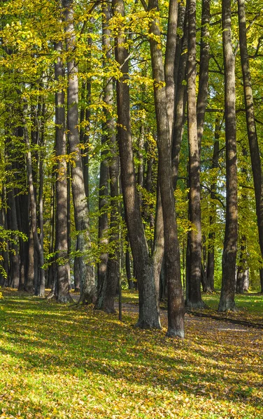 Stare lipy w parku jesień — Zdjęcie stockowe