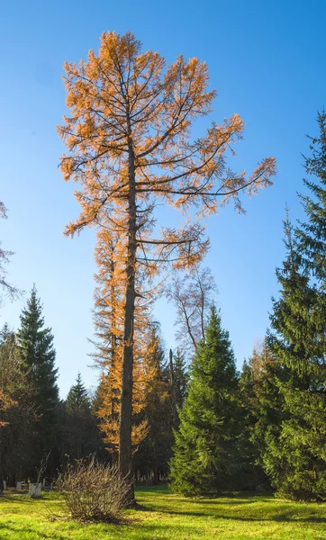 Die Lärche im Herbst — Stockfoto