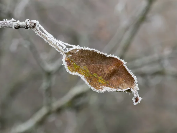 Dernière feuille dans le jardin de pommes — Photo