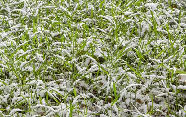 Una primera nieve — Foto de Stock