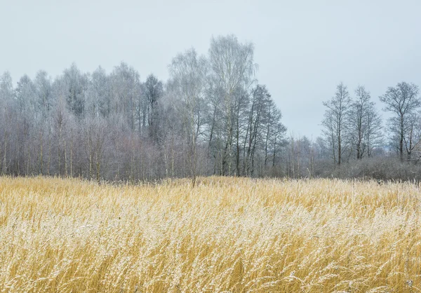 Fin automne. Région de Kalouga en Russie . — Photo