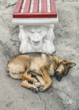 Evsiz köpek uyku bir aslan koruması altında