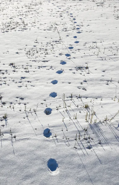 Fox trace in een veld — Stockfoto