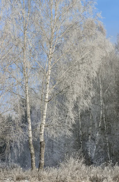 Hoarfrost no final do outono — Fotografia de Stock