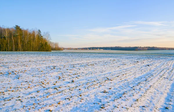 Зимние культуры, покрытые снегом — стоковое фото