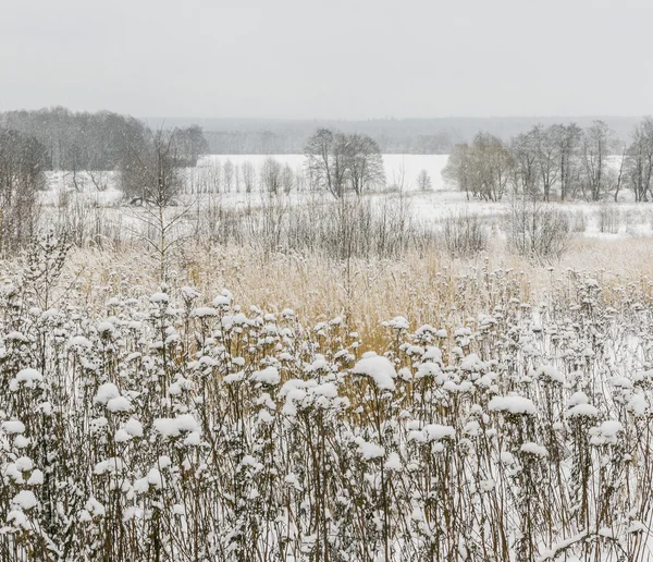 Fiori selvatici secchi coperti di neve — Foto Stock