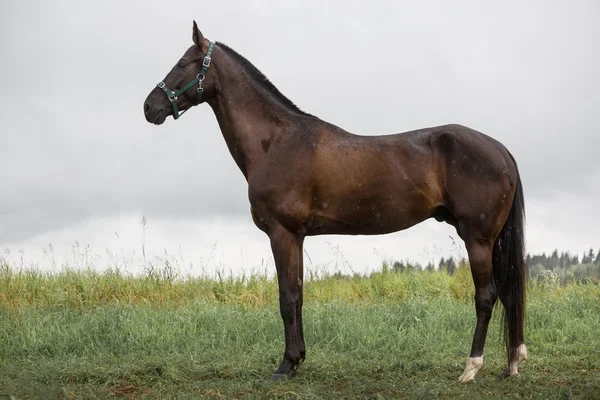 Russian saddle horse