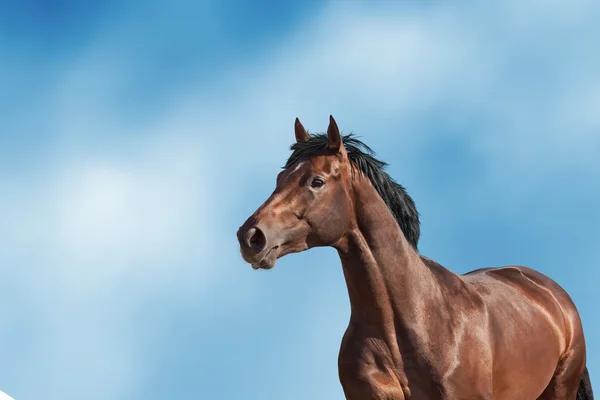 Bay horse portrait