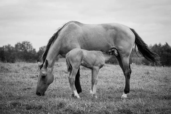 Newborn foal