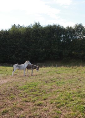 Bir tarlada duran iki eşek. Biri beyaz ve diğeri kahverengi. Sahne huzurlu ve sakin.