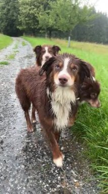 Three playful dogs enjoying a rainy day in a scenic meadow, capturing the essence of joy and companionship.