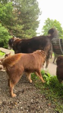 In a charming park filled with vibrant nature, two joyful and playful dogs are happily interacting together